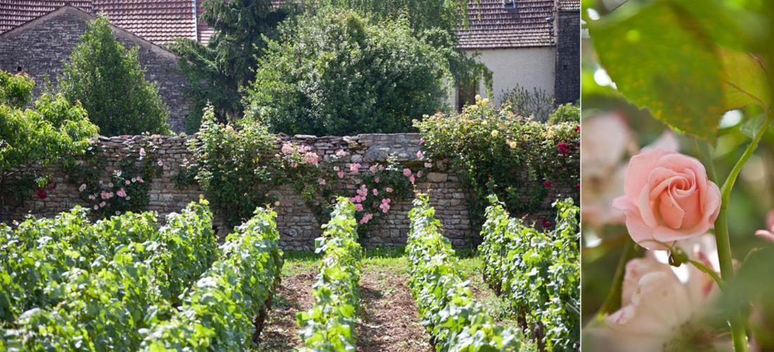 Domaine Violot-Guillemard Pommard Exterior foto